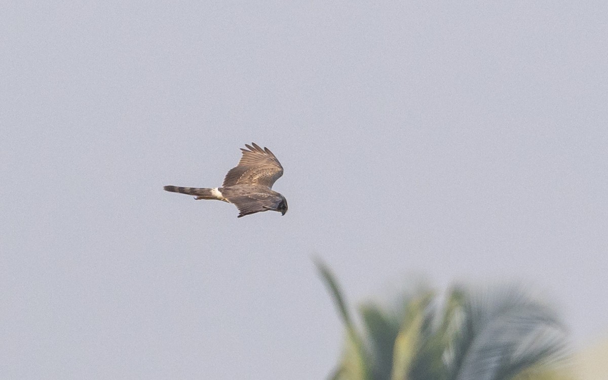 Aguilucho Papialbo - ML646187158