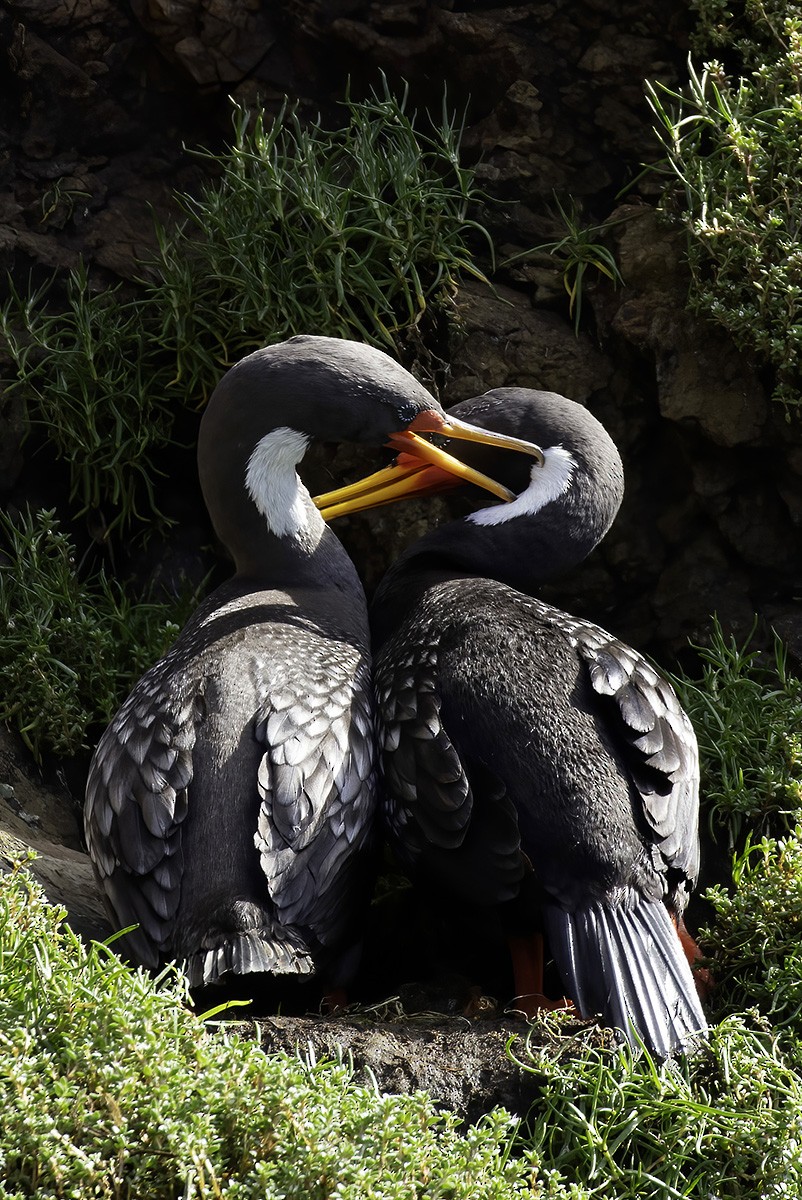 Red-legged Cormorant - ML646187161