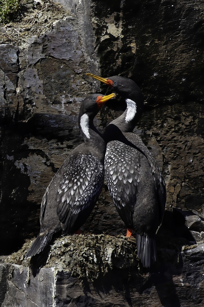 Red-legged Cormorant - ML646187162