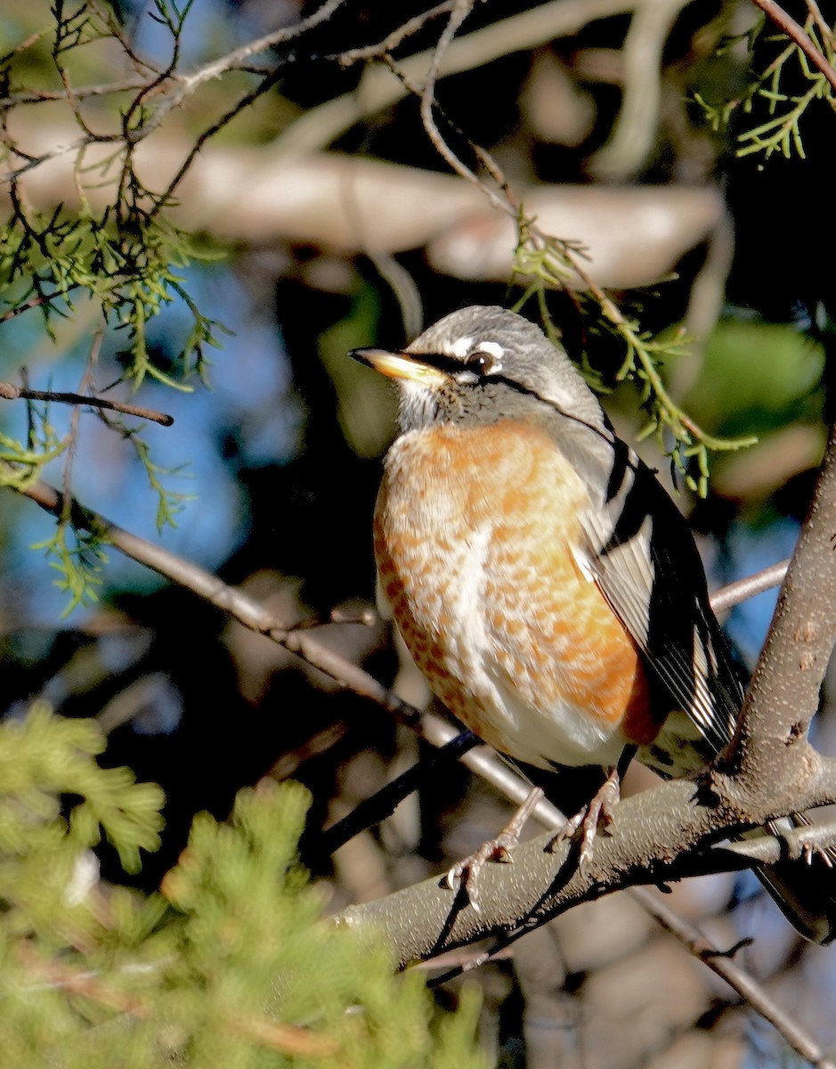 American Robin - ML646187168
