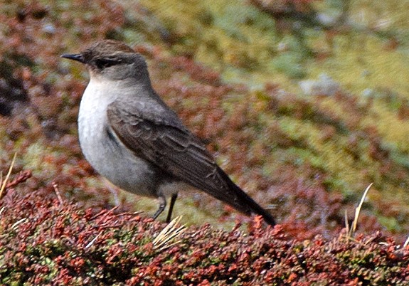 Maskengrundtyrann (mentalis) - ML646187171