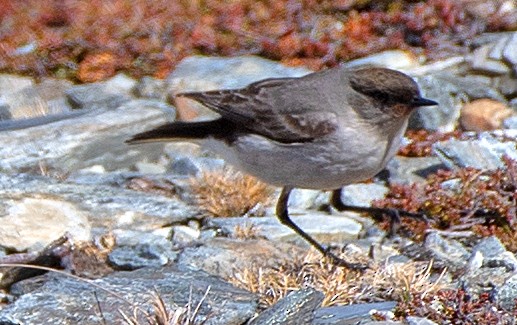 Maskengrundtyrann (mentalis) - ML646187172