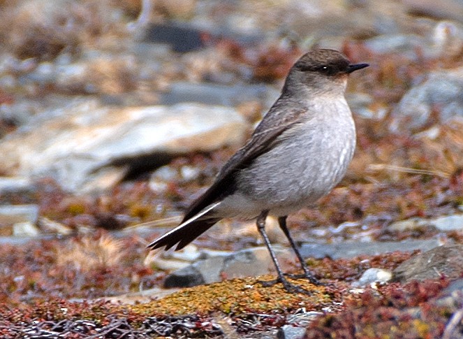 Maskengrundtyrann (mentalis) - ML646187173