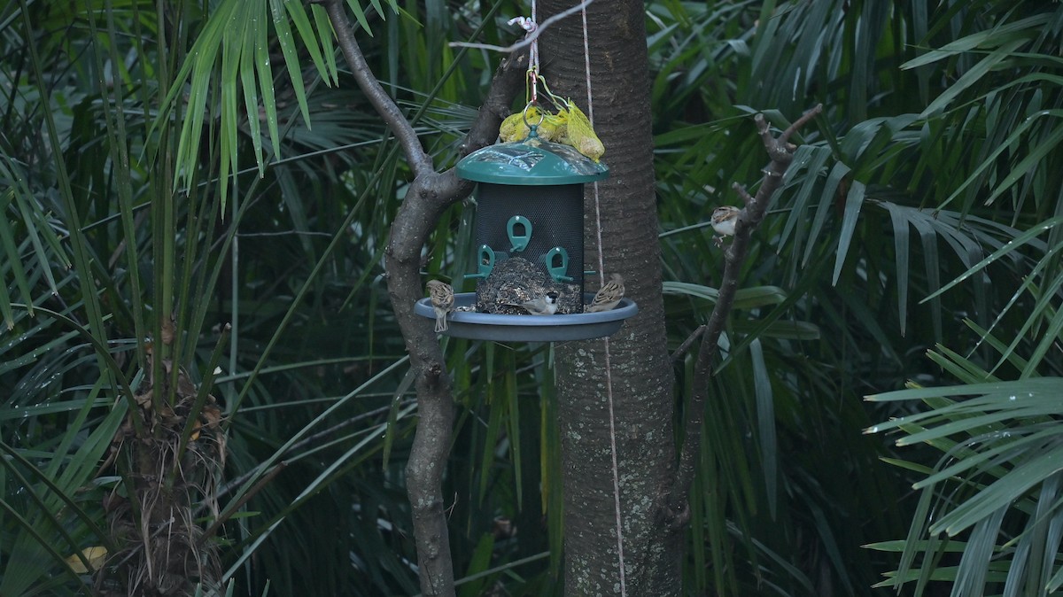 İtalyan Serçesi - ML646187180