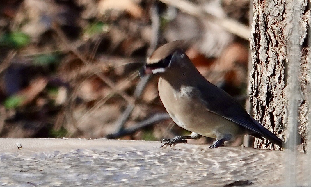 Cedar Waxwing - ML646187182