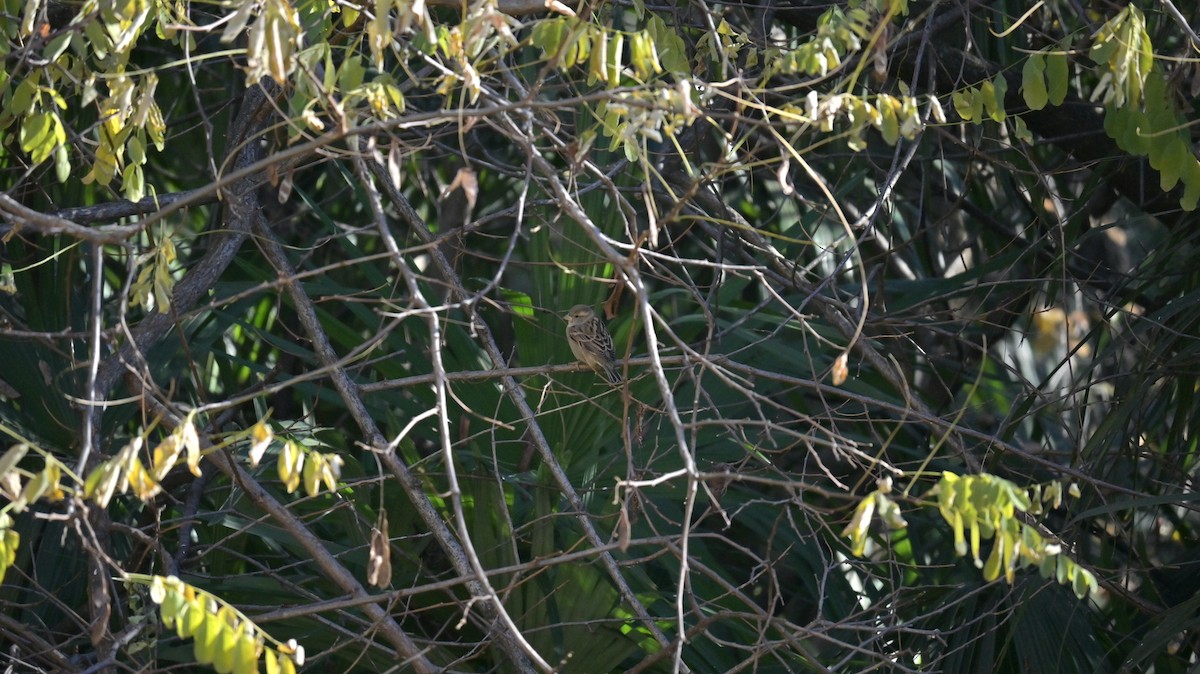 İtalyan Serçesi - ML646187188