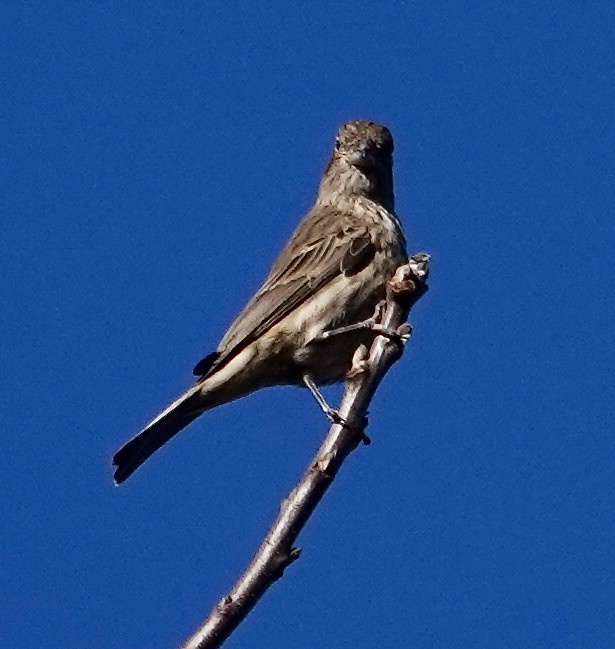 House Finch - ML646187195
