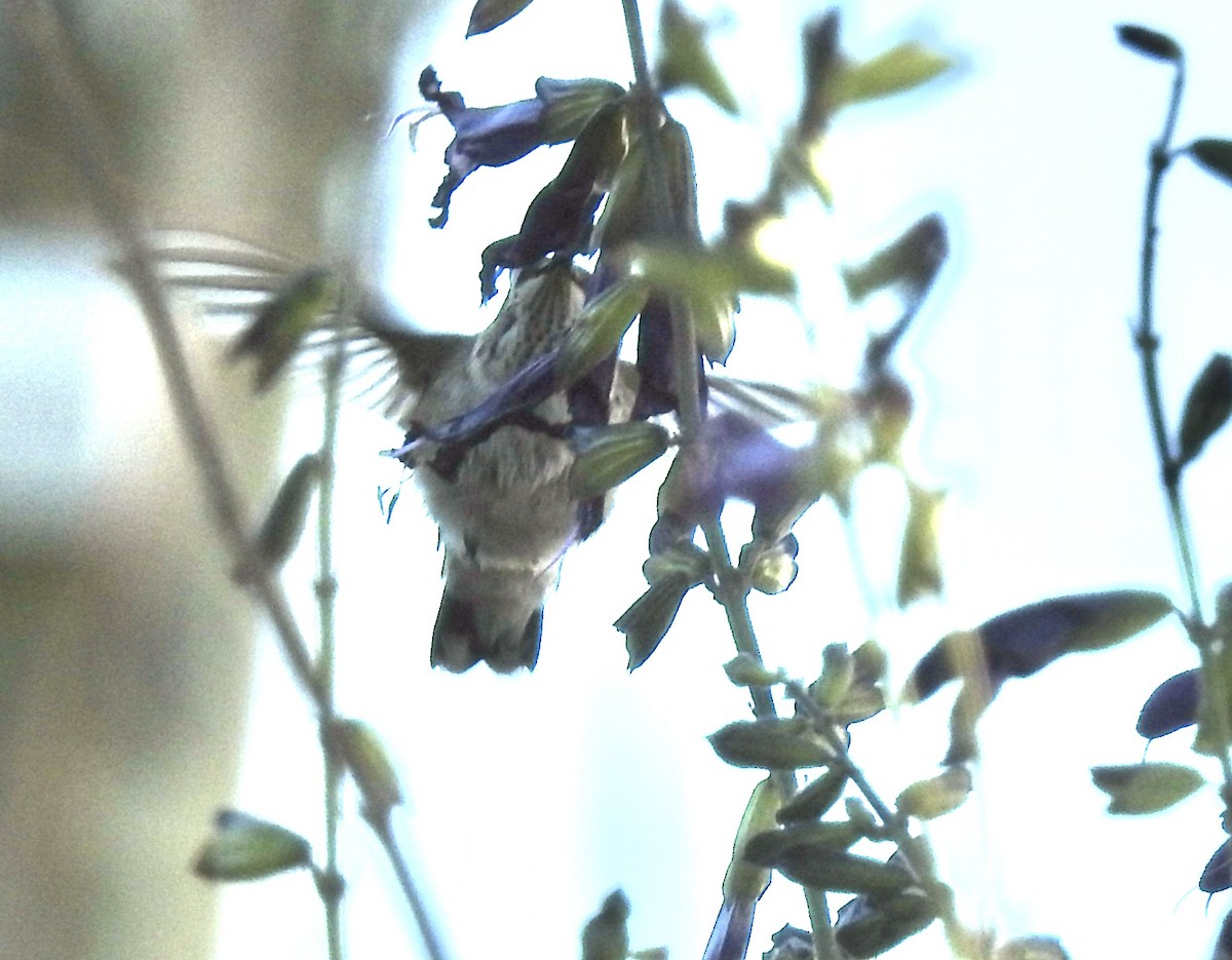 Black-chinned Hummingbird - ML646187203
