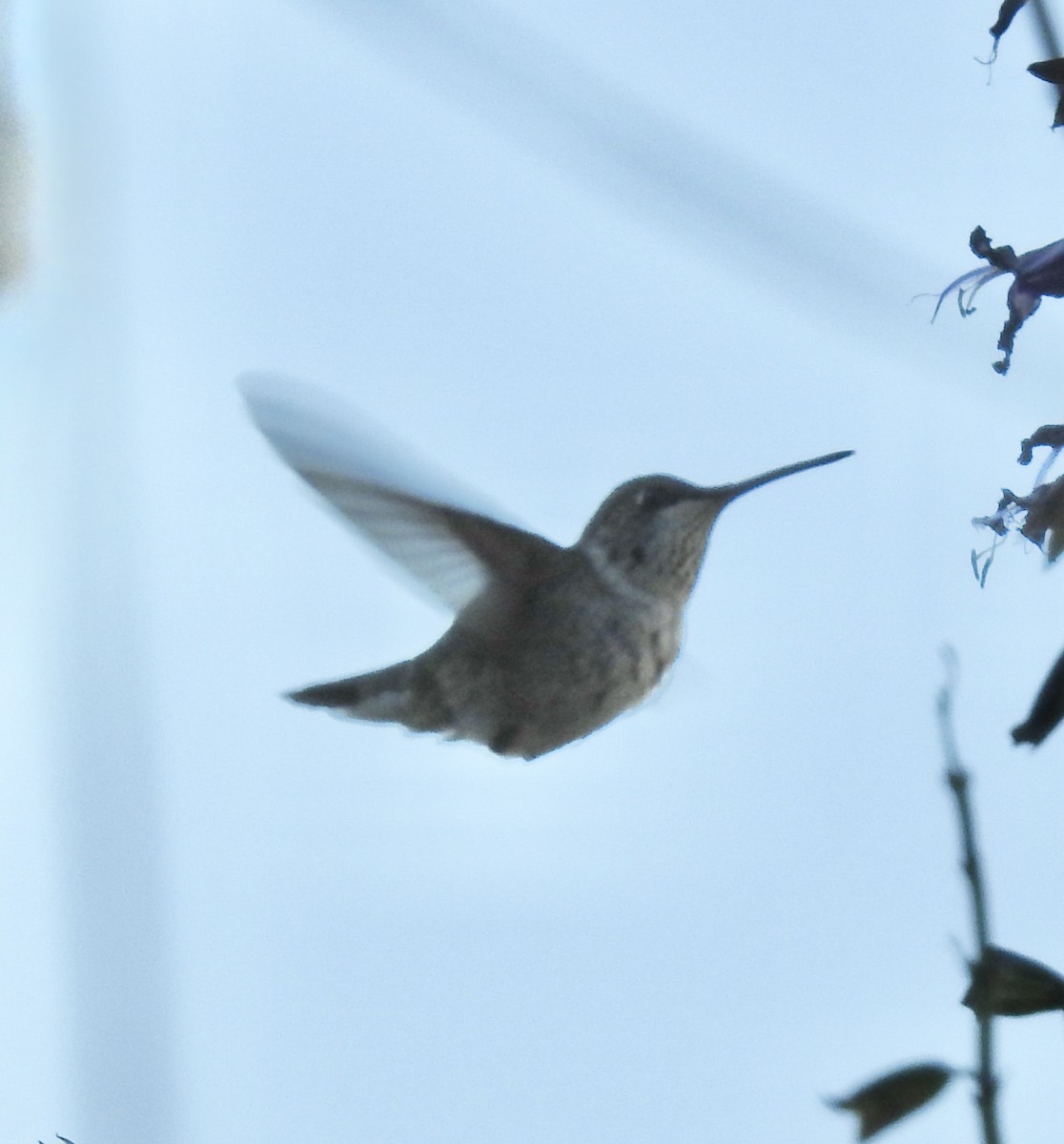 Black-chinned Hummingbird - ML646187204