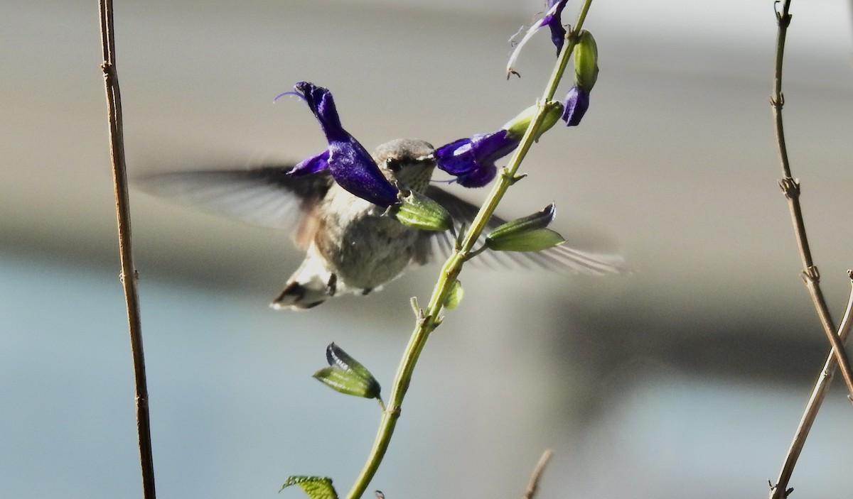 Black-chinned Hummingbird - ML646187207
