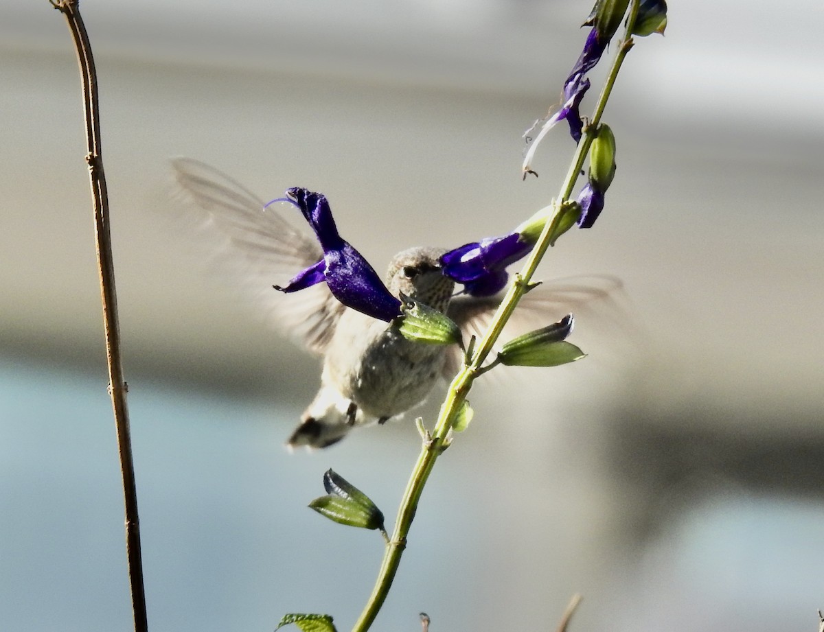 Black-chinned Hummingbird - ML646187209