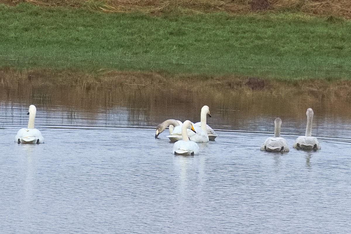 Whooper Swan - ML646187210