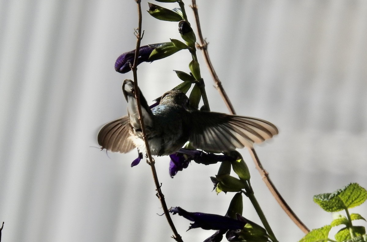 Black-chinned Hummingbird - ML646187212