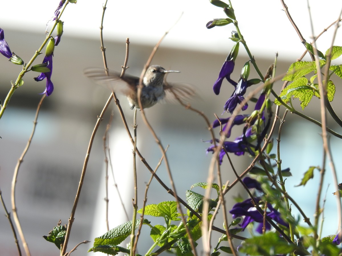 Black-chinned Hummingbird - ML646187214