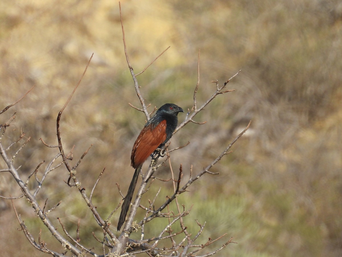 Malagasy Coucal - ML646187215
