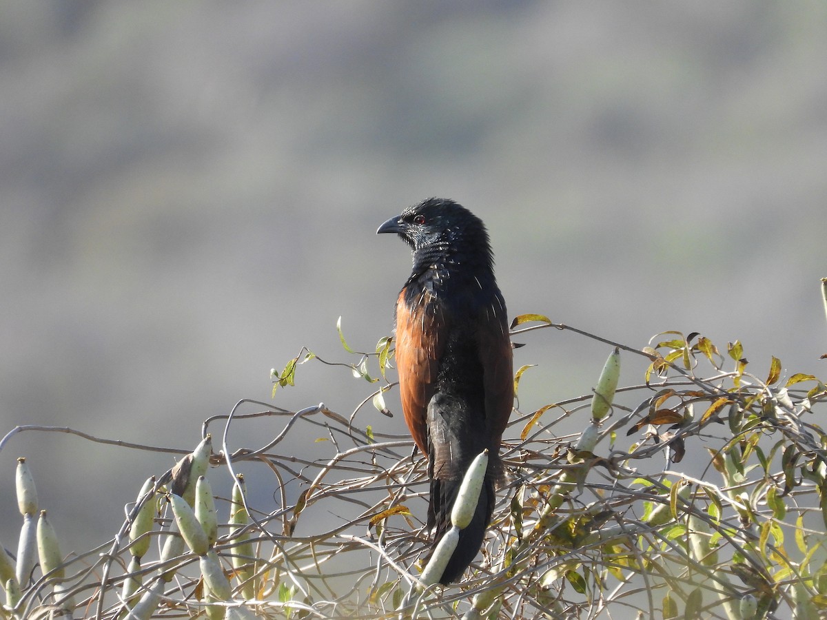 Malagasy Coucal - ML646187216