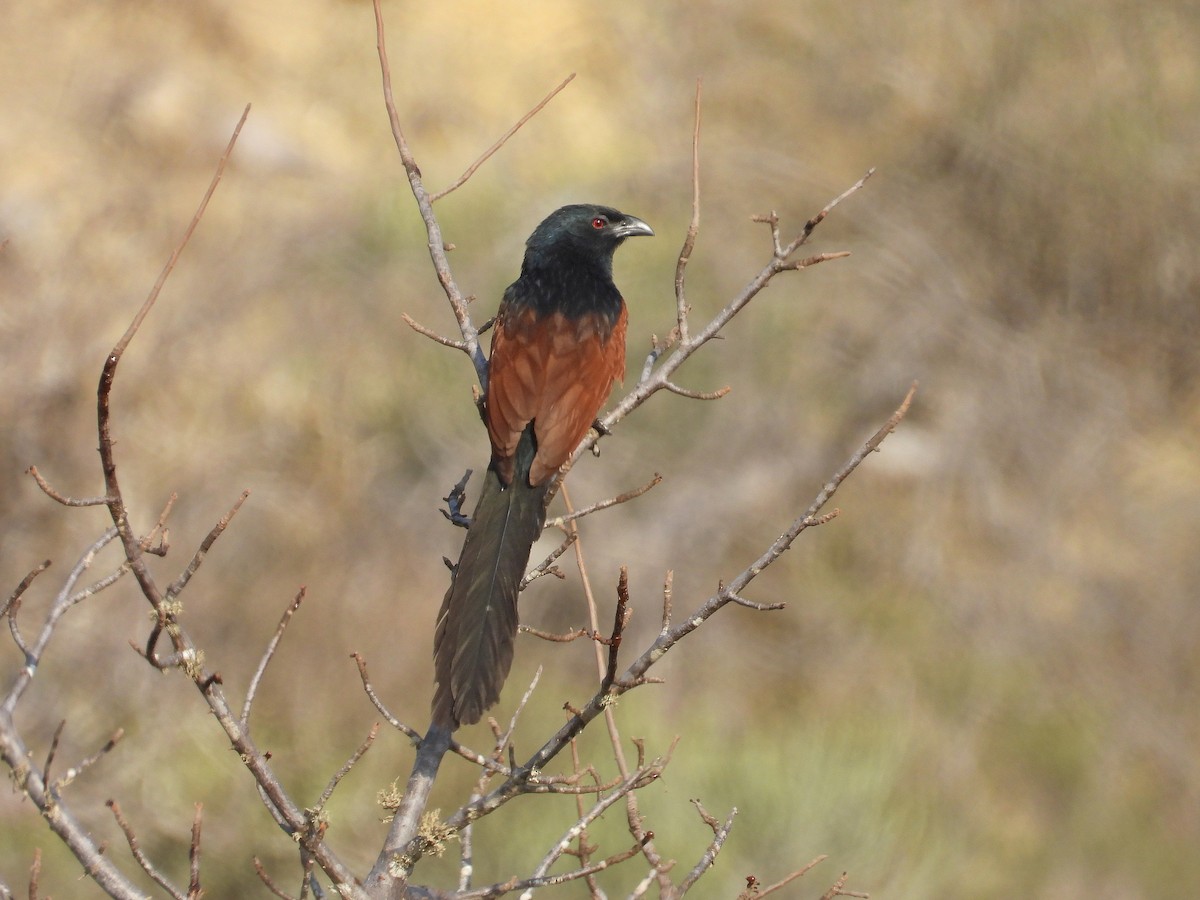 Malagasy Coucal - ML646187217