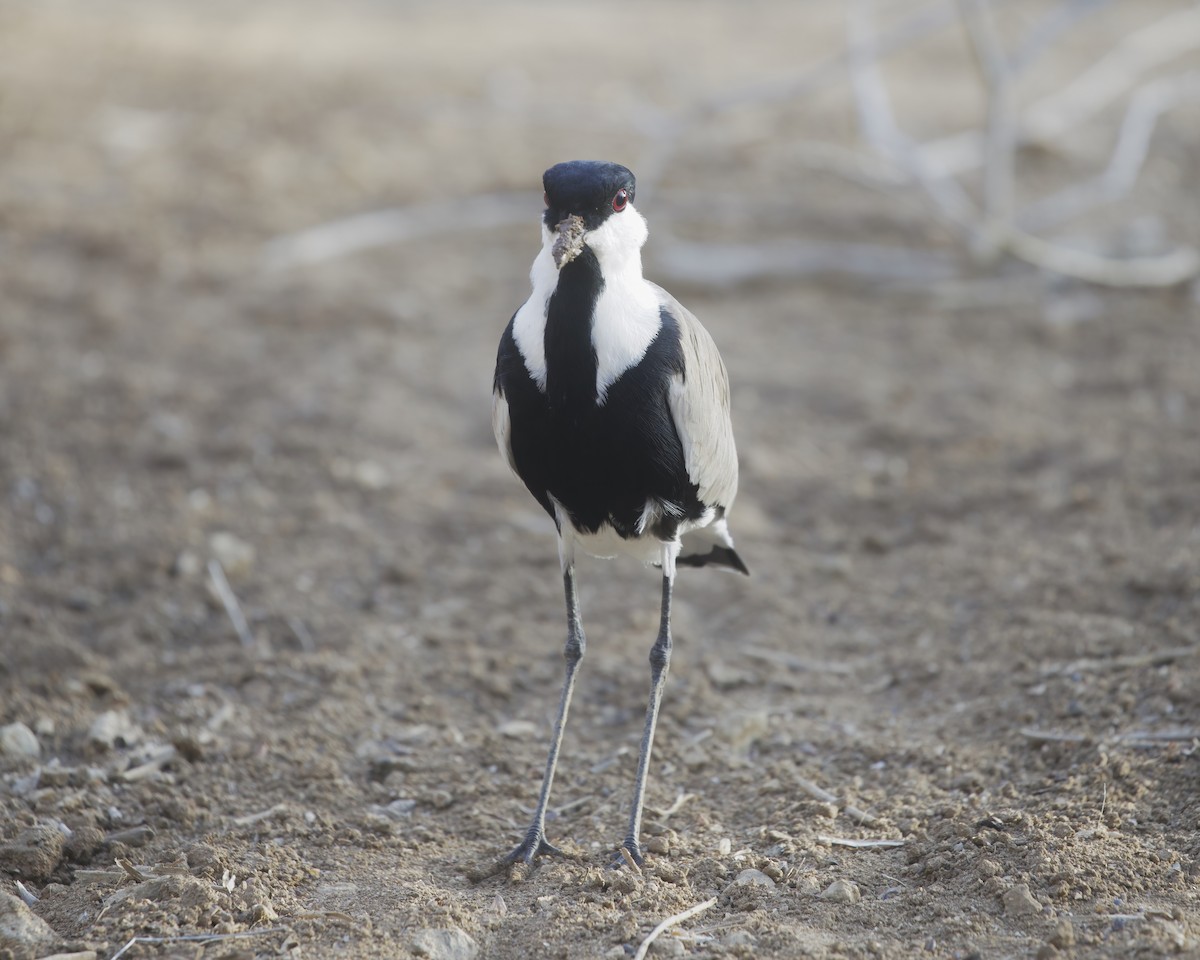 Vanneau à éperons - ML646187218