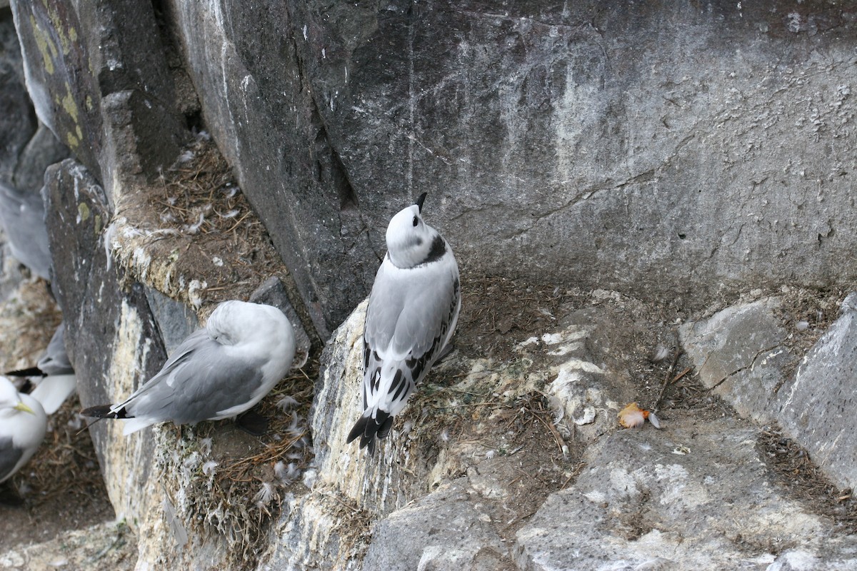 Kara Ayaklı Martı (tridactyla) - ML646187220