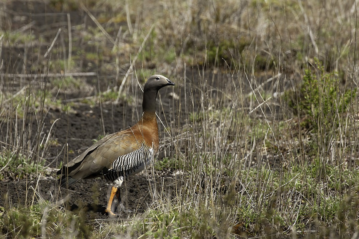Ashy-headed Goose - ML646187225