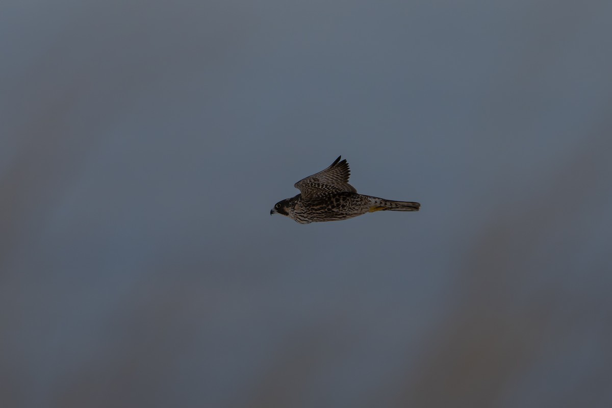 Peregrine Falcon - ML646187236