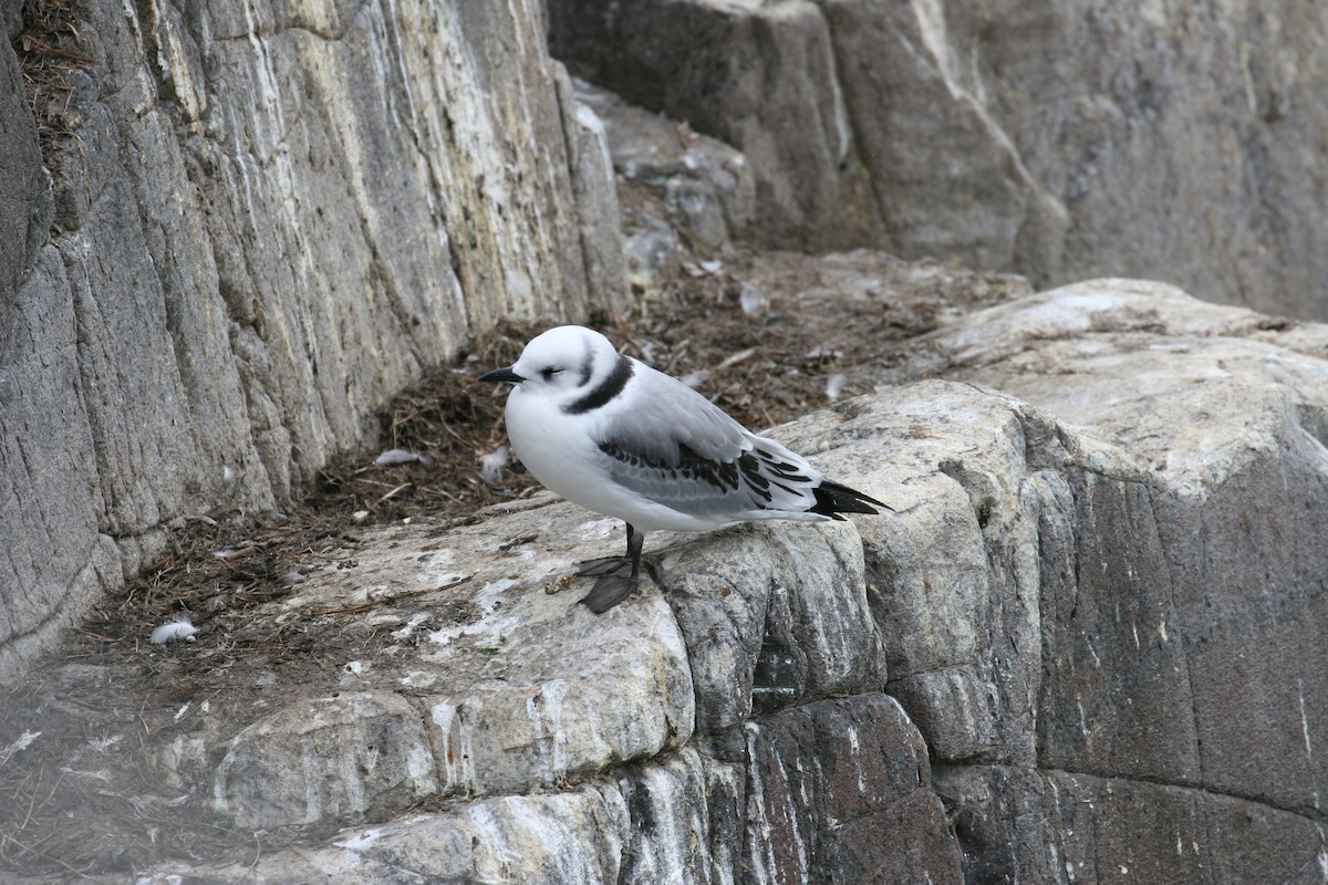 Kara Ayaklı Martı (tridactyla) - ML646187237
