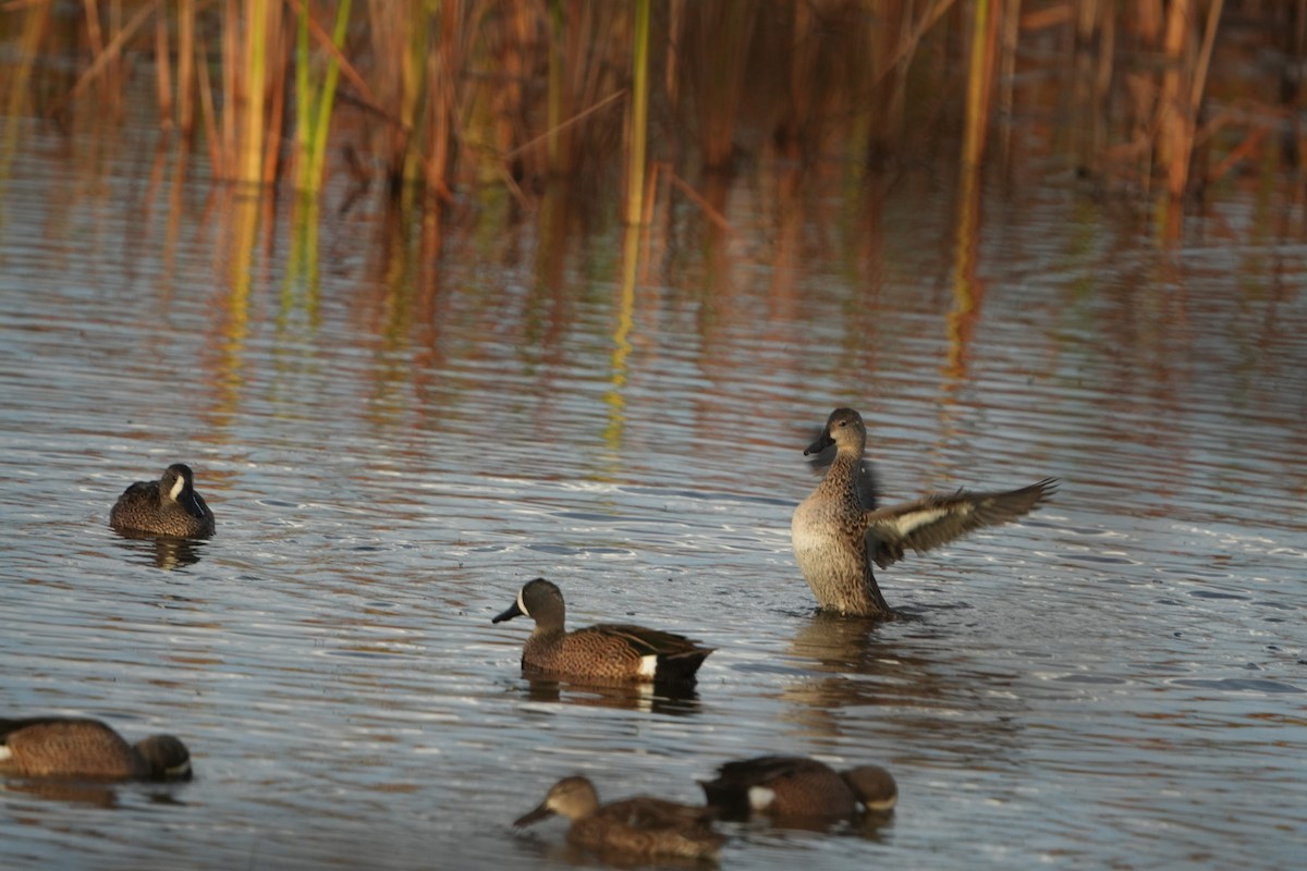שרשיר כחול-כנף - ML646187248