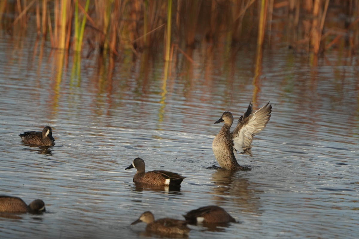 שרשיר כחול-כנף - ML646187249