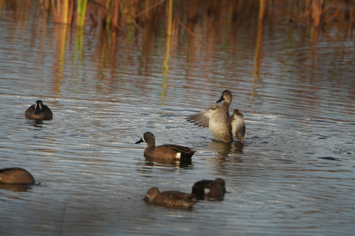 שרשיר כחול-כנף - ML646187250