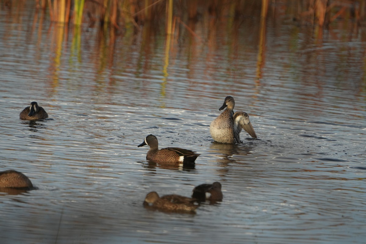 שרשיר כחול-כנף - ML646187252