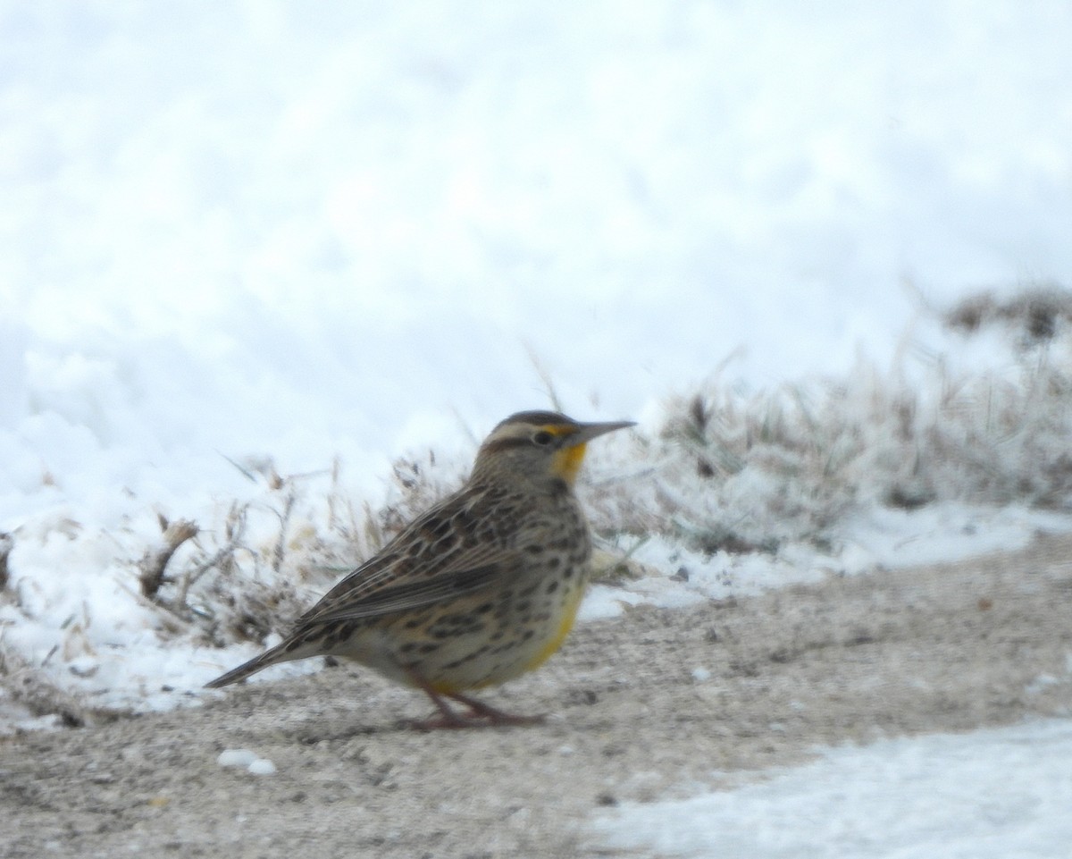 Western Meadowlark - ML646187253