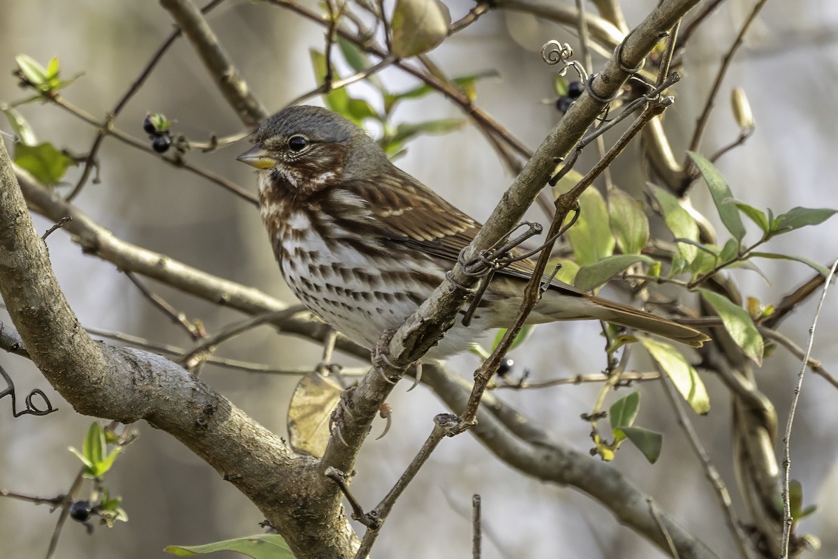 strnadec kaštanový - ML646187254