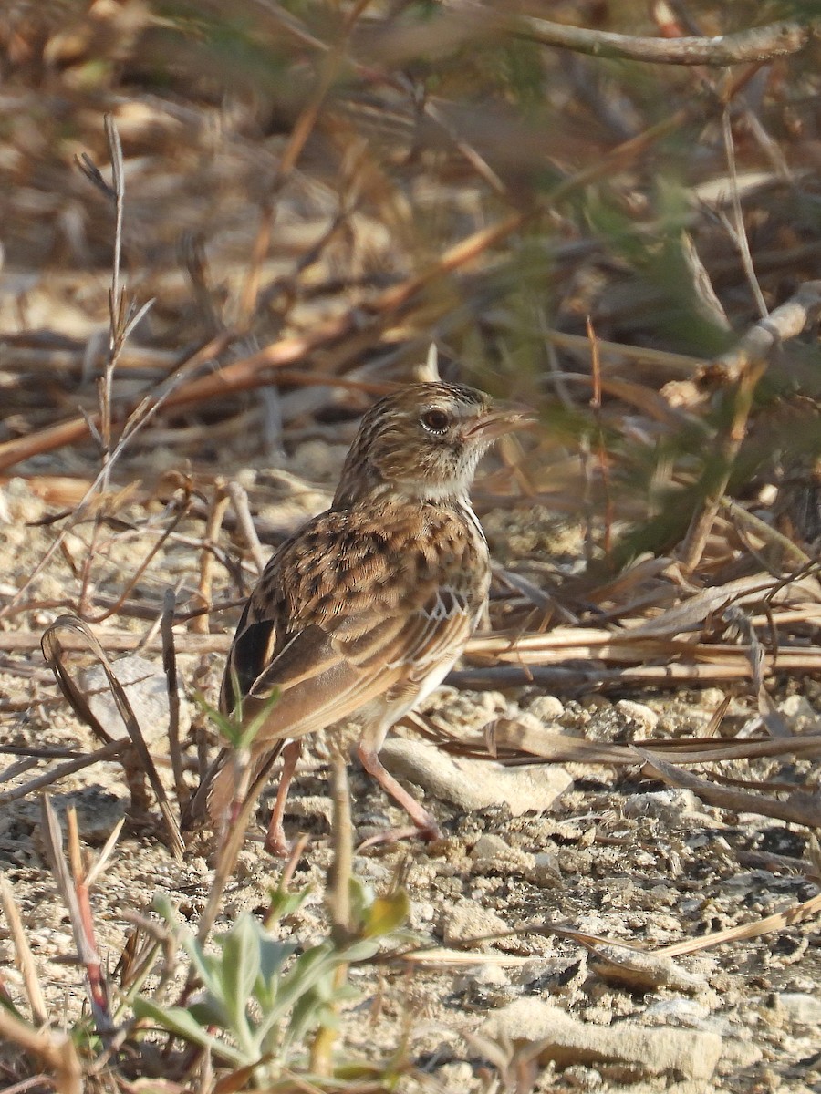 Madagascar Lark - ML646187257
