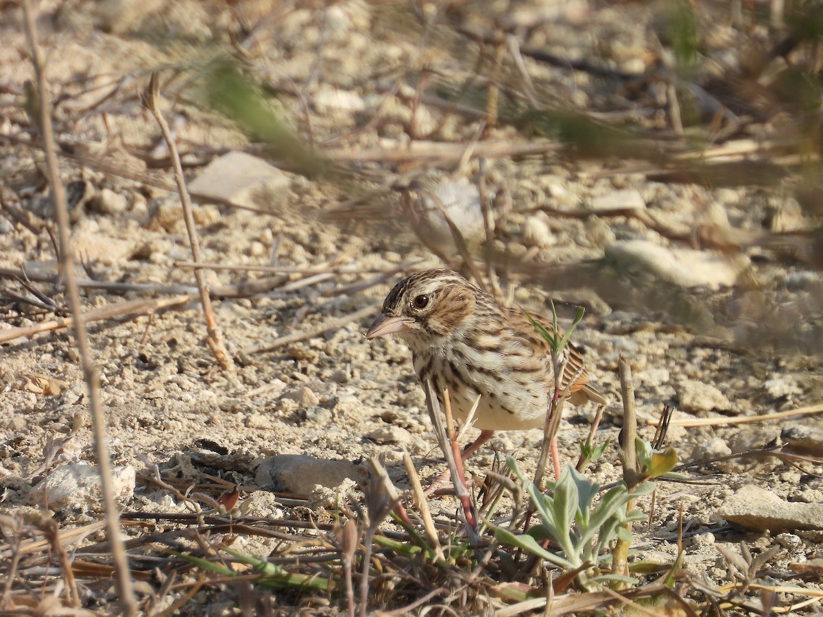 Madagascar Lark - ML646187258