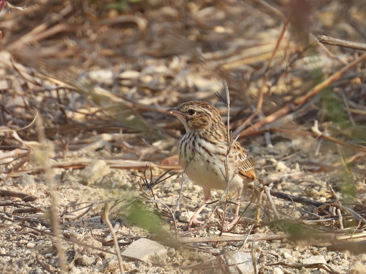 Madagascar Lark - ML646187259