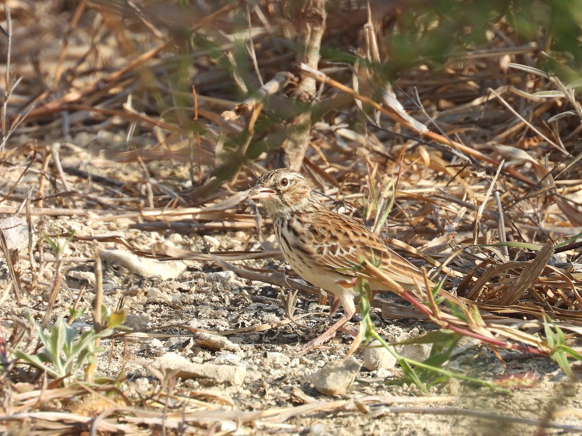 Madagascar Lark - ML646187260