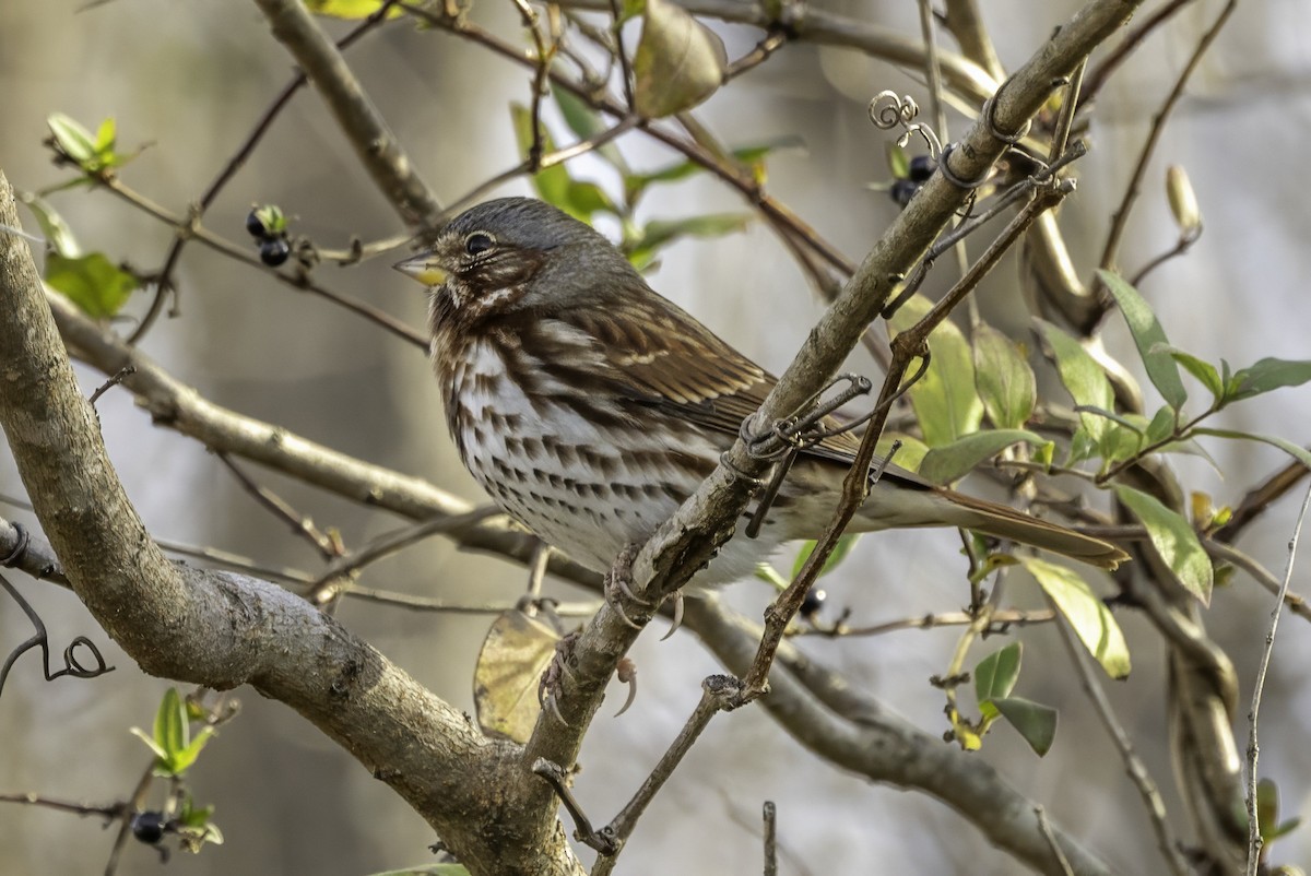 strnadec kaštanový - ML646187262