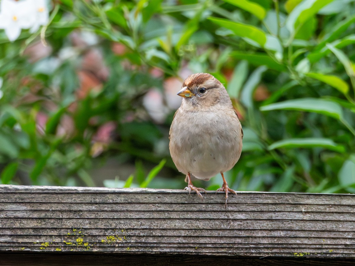 strnadec bělopásý - ML646187263