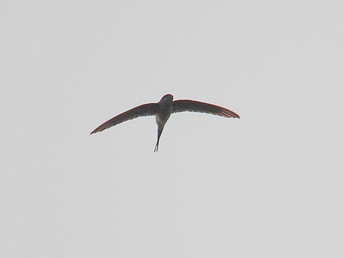 Crested Treeswift - ML646187264