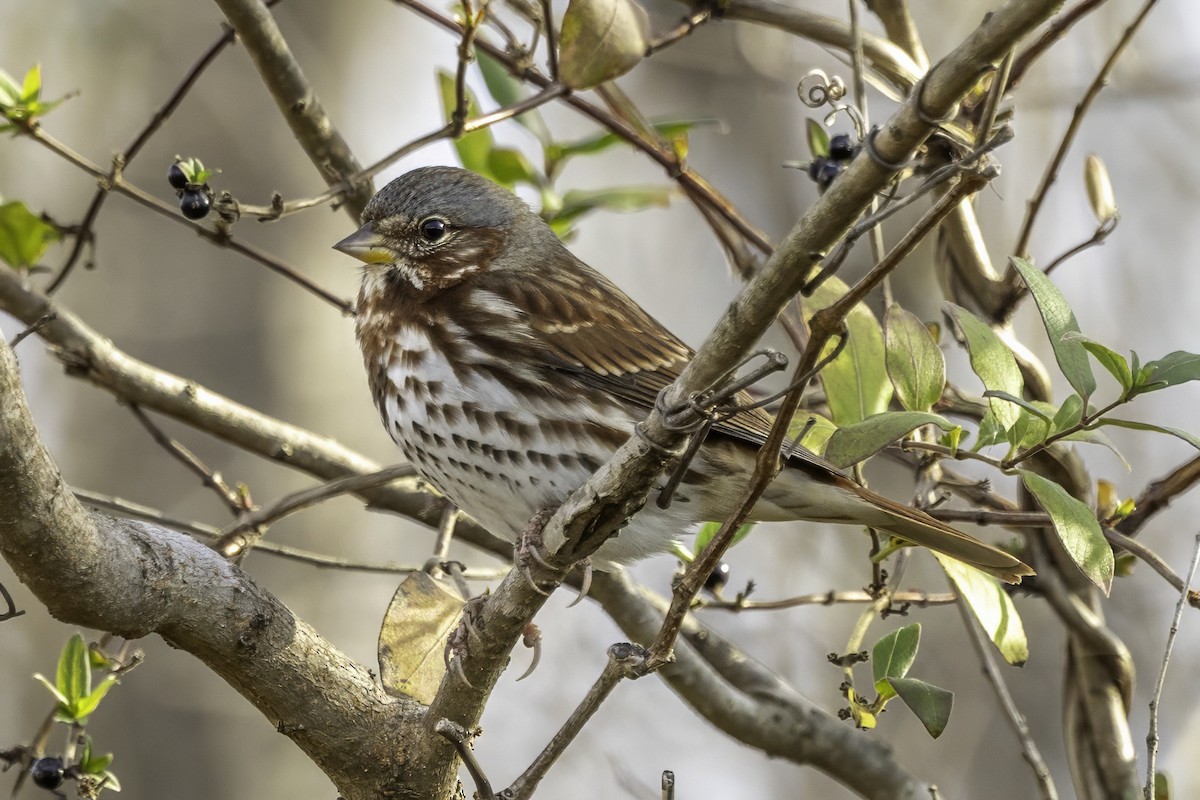 strnadec kaštanový - ML646187265