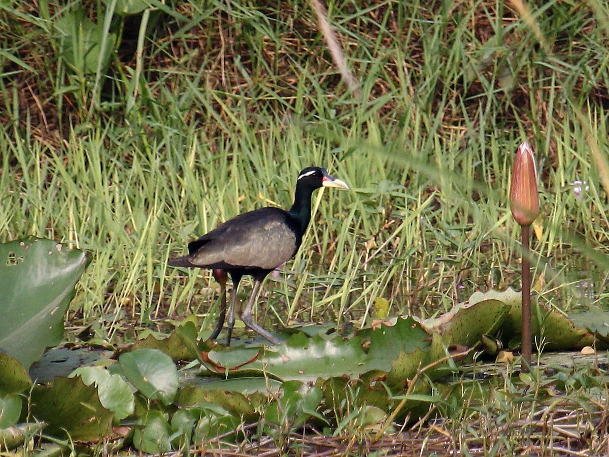 ostnák hnědoocasý - ML646187269