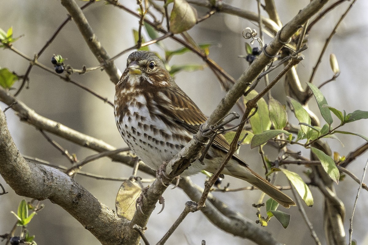 strnadec kaštanový - ML646187270