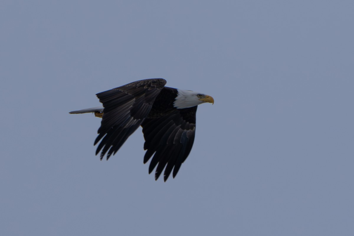 Bald Eagle - ML646187273