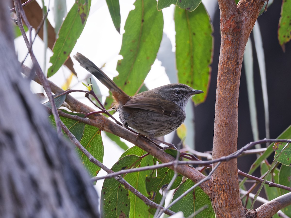 Chestnut-rumped Heathwren - ML646187274