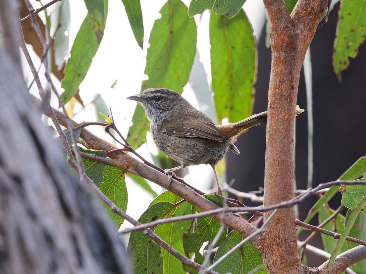 Chestnut-rumped Heathwren - ML646187275
