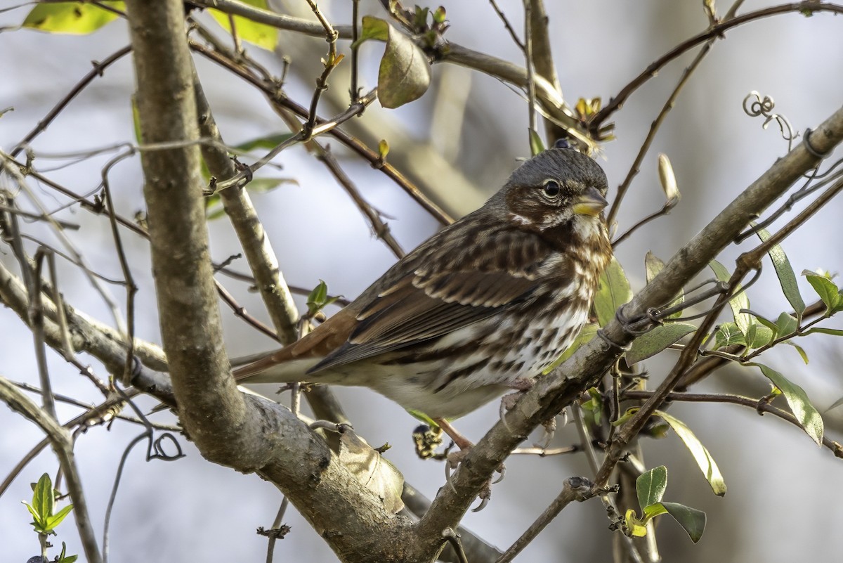 strnadec kaštanový - ML646187277