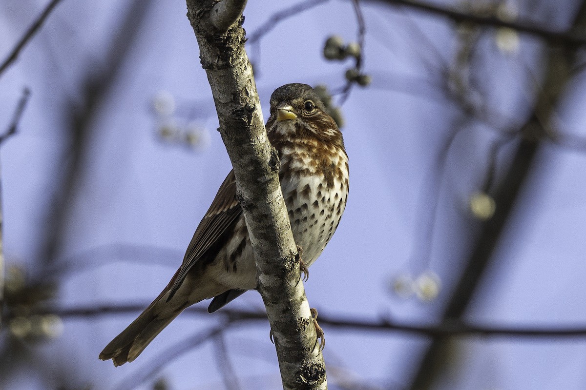 strnadec kaštanový - ML646187280