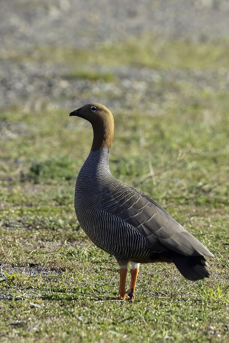 Ruddy-headed Goose - ML646187282