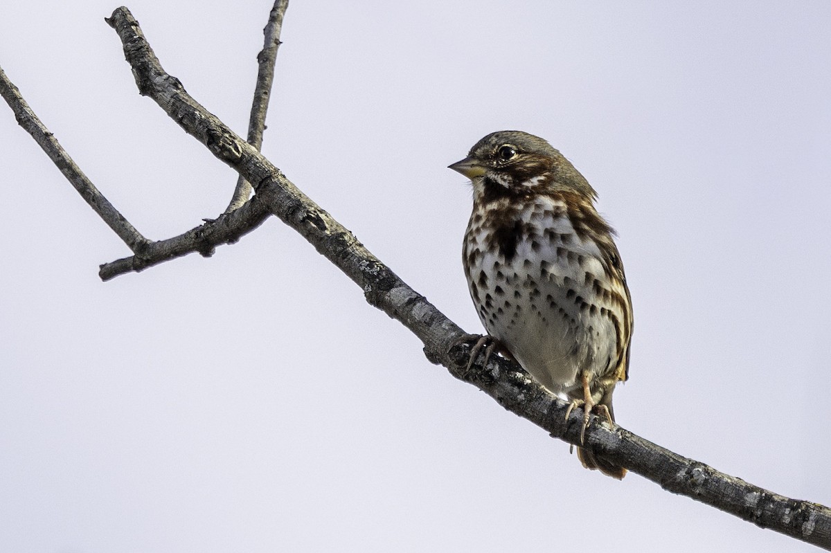 strnadec kaštanový - ML646187290