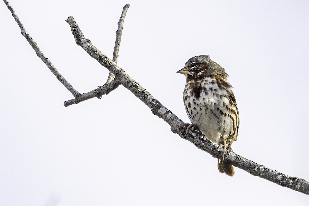 strnadec kaštanový - ML646187292